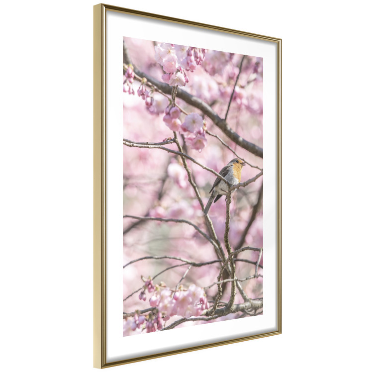 Poster Robin on Tree - small bird among branches and pink apple blossoms 116724 additionalImage 6