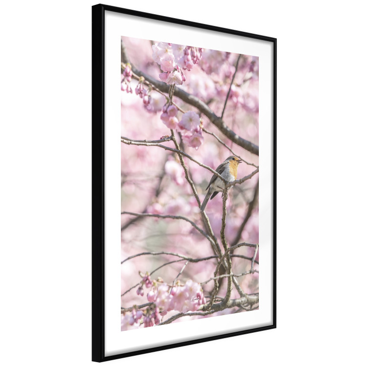 Poster Robin on Tree - small bird among branches and pink apple blossoms 116724 additionalImage 13