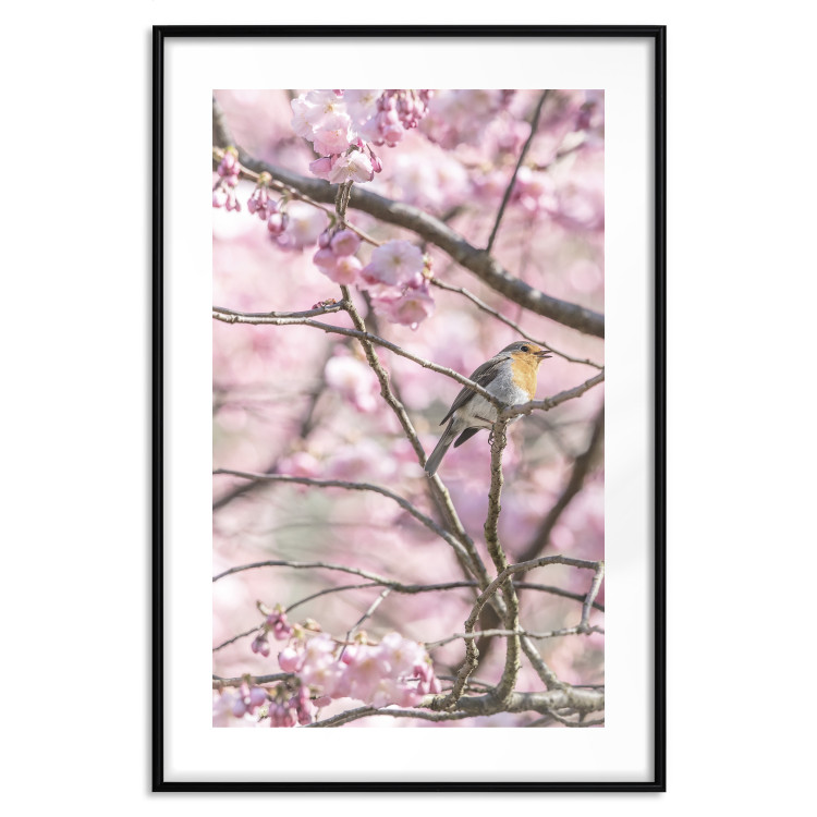 Poster Robin on Tree - small bird among branches and pink apple blossoms 116724 additionalImage 26
