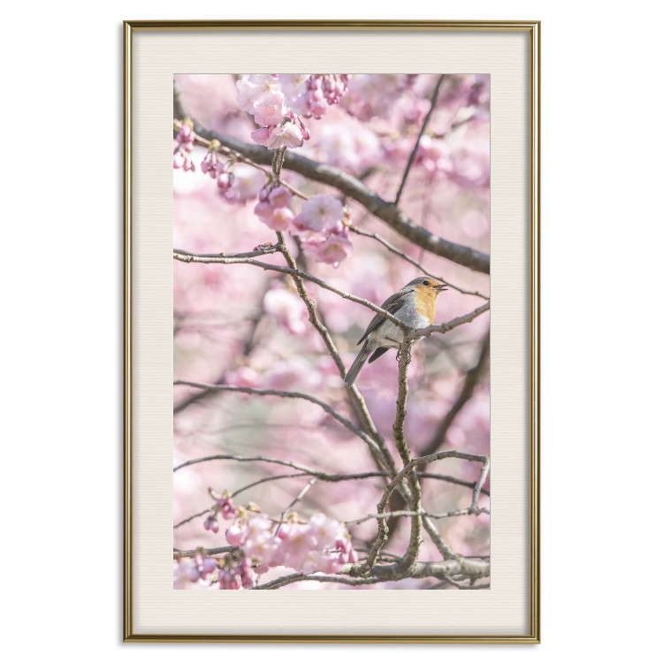 Poster Robin on Tree - small bird among branches and pink apple blossoms 116724 additionalImage 24