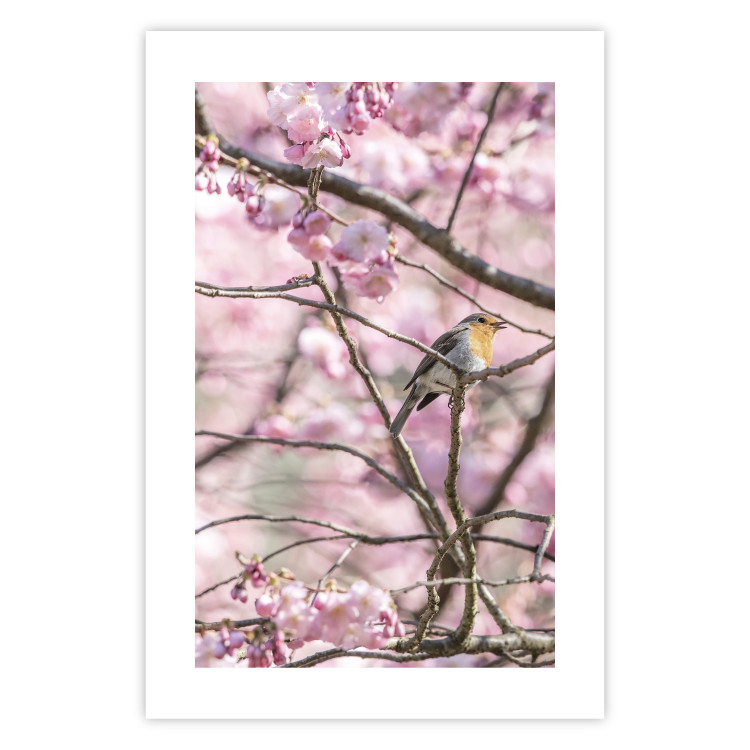 Poster Robin on Tree - small bird among branches and pink apple blossoms 116724 additionalImage 15