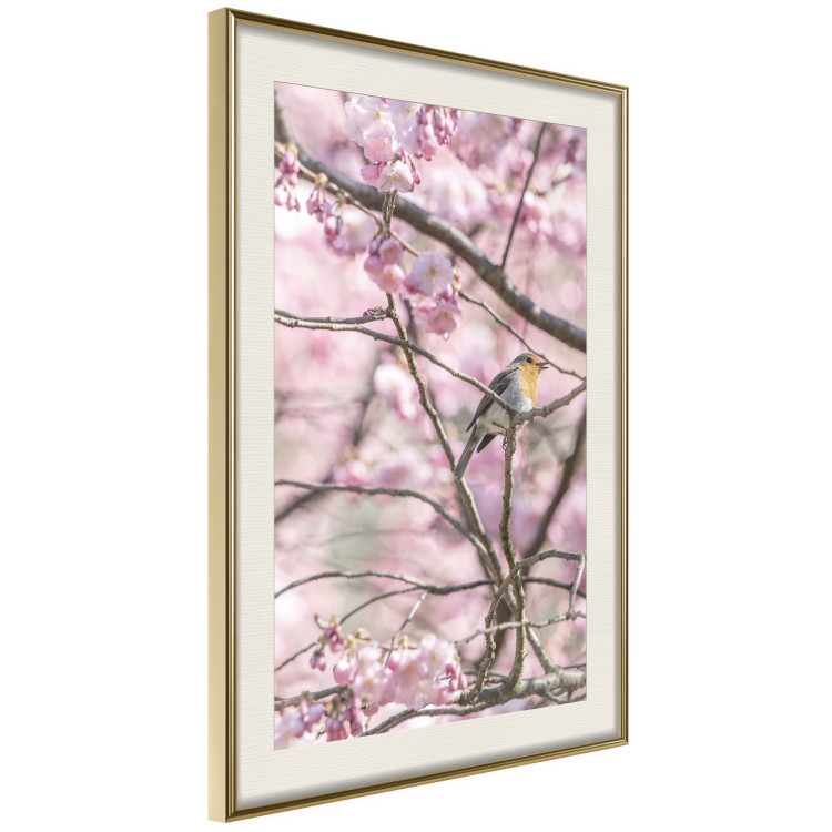 Poster Robin on Tree - small bird among branches and pink apple blossoms 116724 additionalImage 2