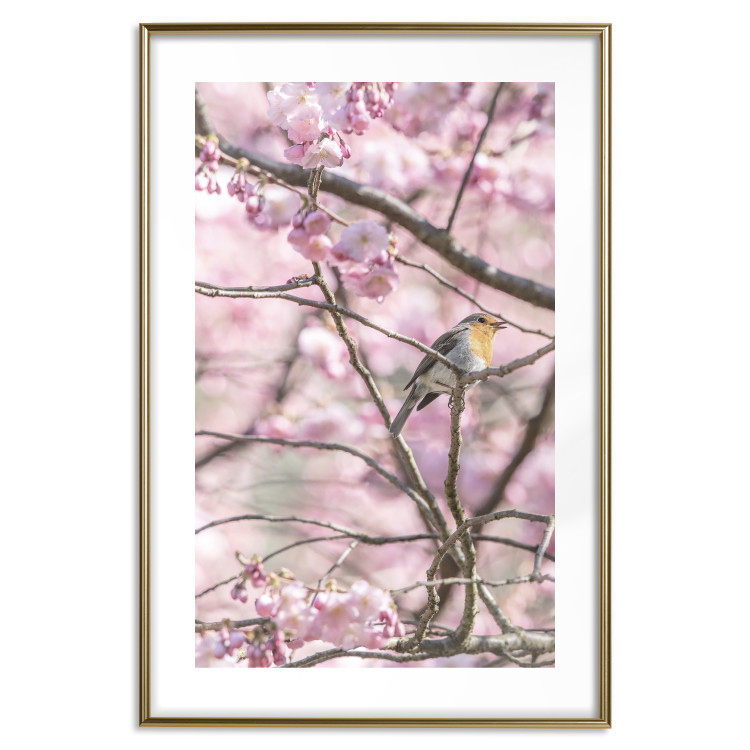 Poster Robin on Tree - small bird among branches and pink apple blossoms 116724 additionalImage 27