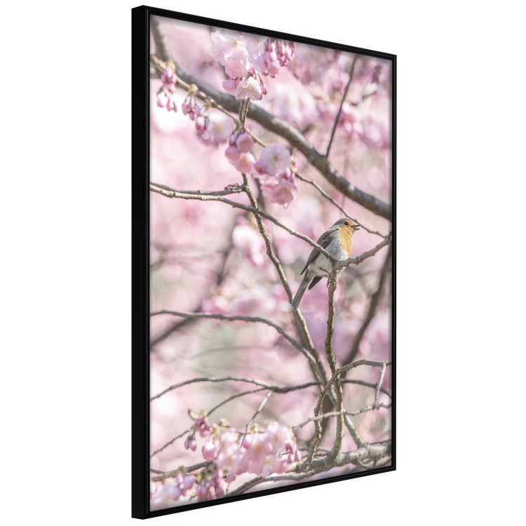 Poster Robin on Tree - small bird among branches and pink apple blossoms 116724 additionalImage 10
