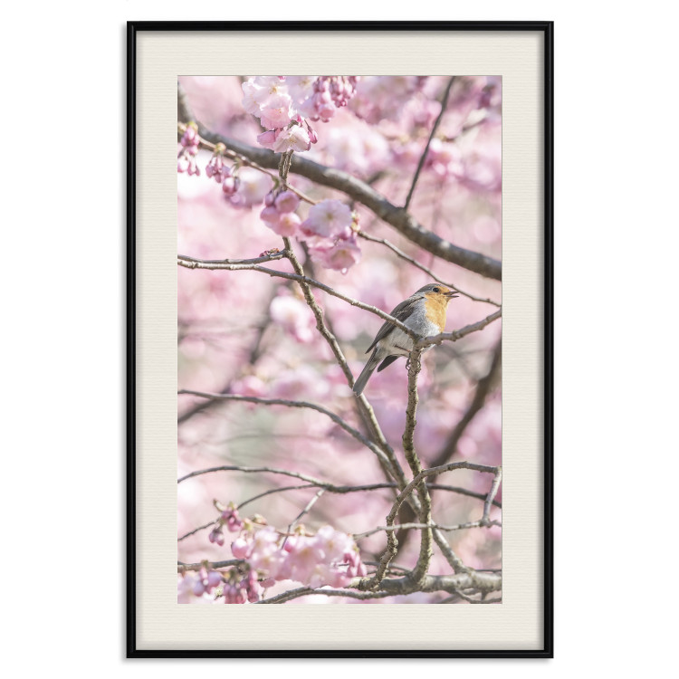 Poster Robin on Tree - small bird among branches and pink apple blossoms 116724 additionalImage 25
