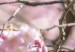 Poster Robin on Tree - small bird among branches and pink apple blossoms 116724 additionalThumb 8