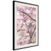 Poster Robin on Tree - small bird among branches and pink apple blossoms 116724 additionalThumb 3