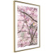 Poster Robin on Tree - small bird among branches and pink apple blossoms 116724 additionalThumb 6