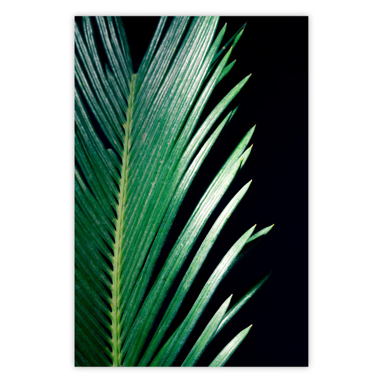 Wall Poster Sharp Leaves - botanical composition with plants on a background of deep black 119024