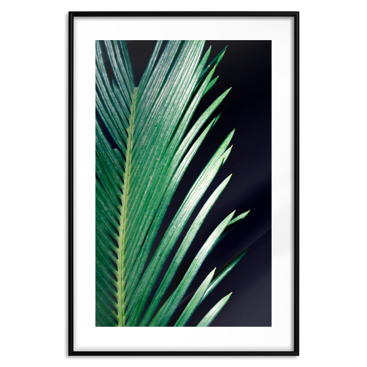 Wall Poster Sharp Leaves - botanical composition with plants on a background of deep black 119024 additionalImage 15