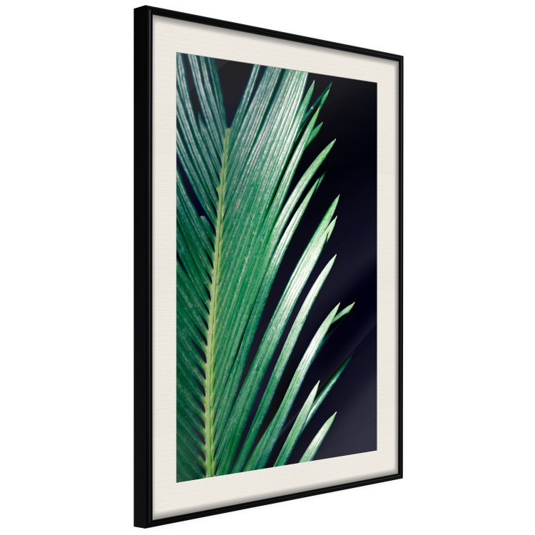 Wall Poster Sharp Leaves - botanical composition with plants on a background of deep black 119024 additionalImage 3