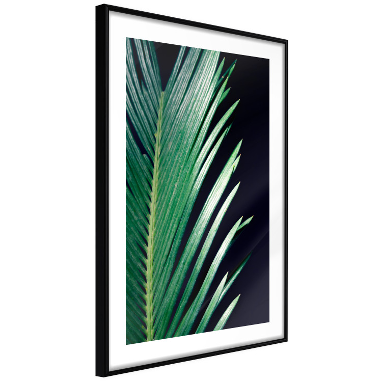 Wall Poster Sharp Leaves - botanical composition with plants on a background of deep black 119024 additionalImage 13