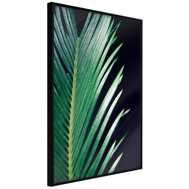 Wall Poster Sharp Leaves - botanical composition with plants on a background of deep black 119024 additionalImage 12