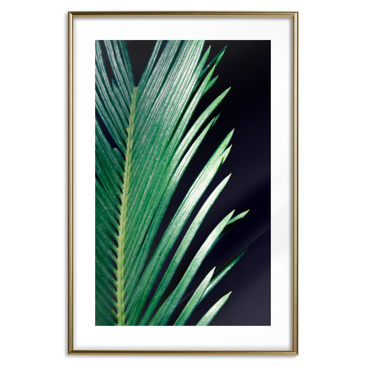 Wall Poster Sharp Leaves - botanical composition with plants on a background of deep black 119024 additionalImage 16
