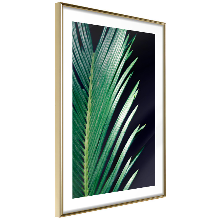 Wall Poster Sharp Leaves - botanical composition with plants on a background of deep black 119024 additionalImage 8