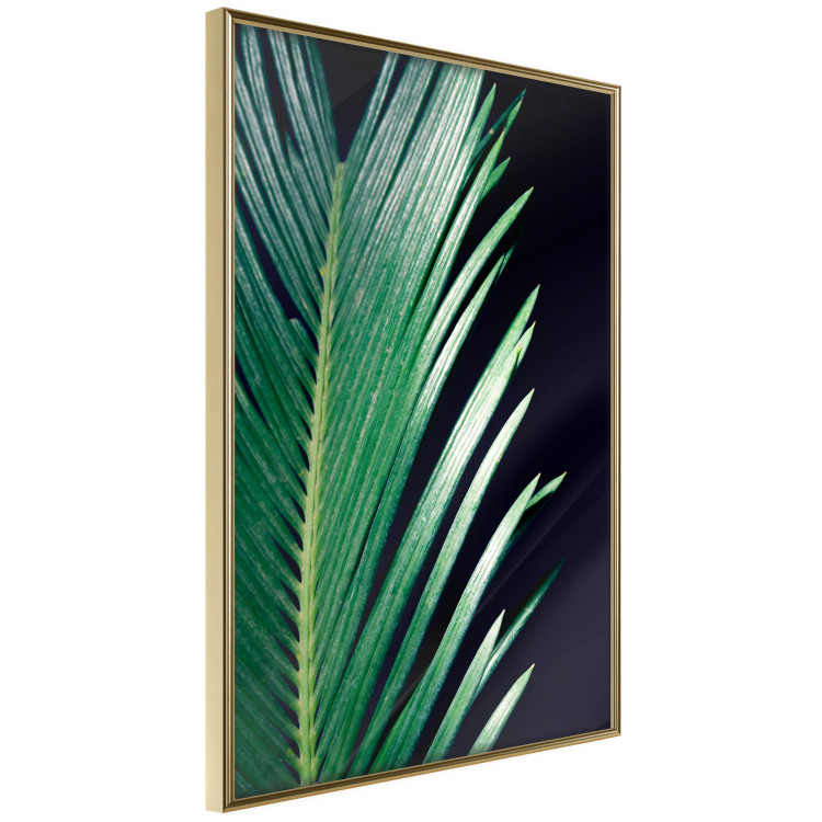 Wall Poster Sharp Leaves - botanical composition with plants on a background of deep black 119024 additionalImage 14