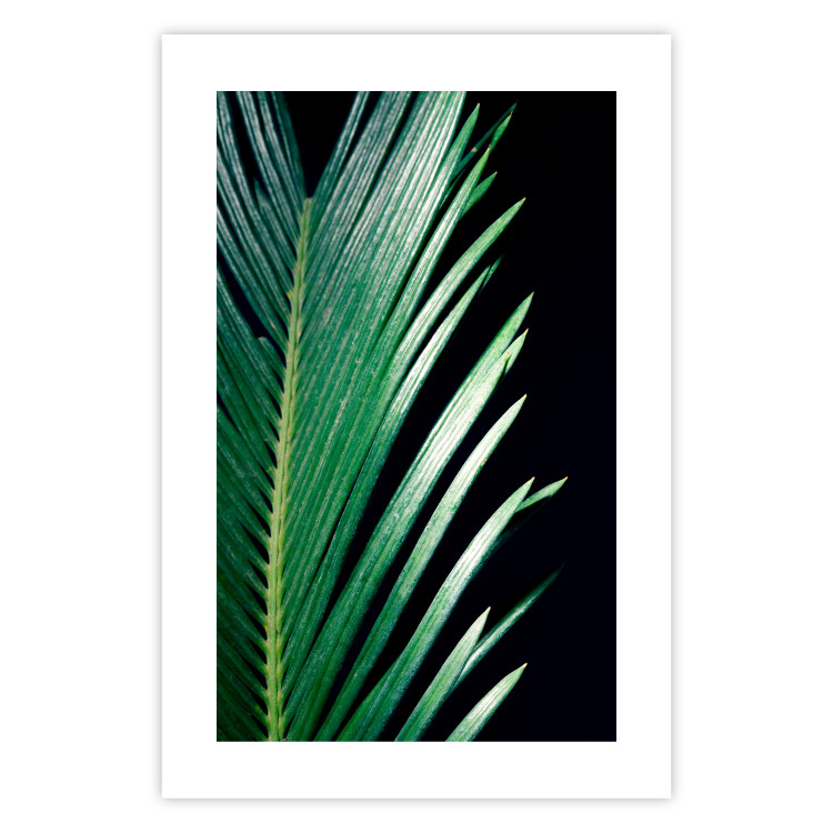 Wall Poster Sharp Leaves - botanical composition with plants on a background of deep black 119024 additionalImage 19