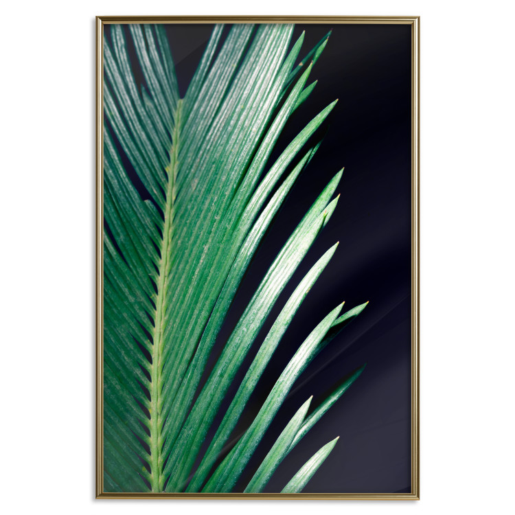 Wall Poster Sharp Leaves - botanical composition with plants on a background of deep black 119024 additionalImage 16
