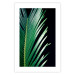 Wall Poster Sharp Leaves - botanical composition with plants on a background of deep black 119024 additionalThumb 25