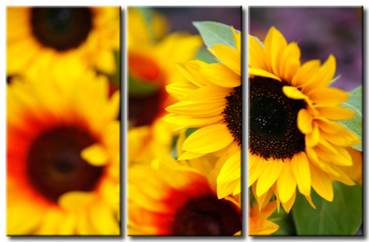 Canvas Print Sunflowers from my garden 50624