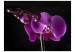 Wall Mural Elegant  orchis 60624 additionalThumb 1