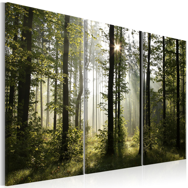 Canvas Nature: Forest Morning II - Summer Forest Landscape with Sunlight 98024 additionalImage 2