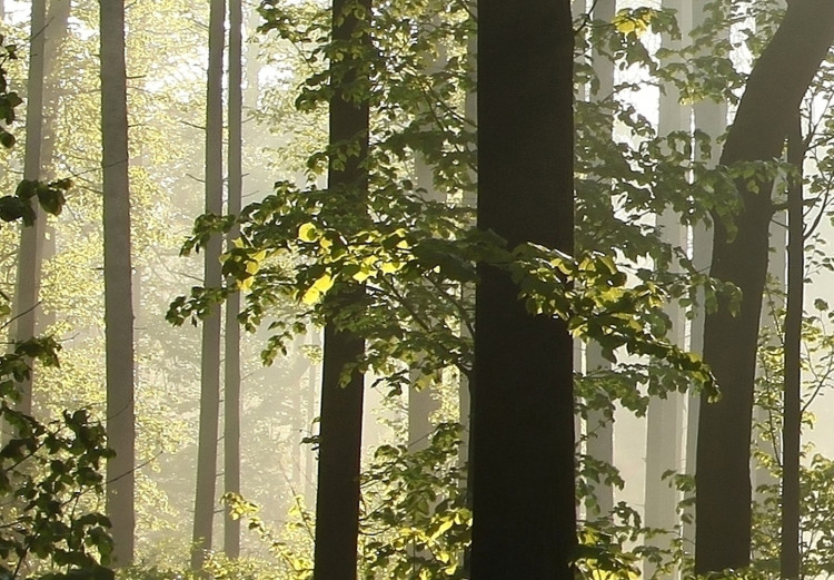 Canvas Nature: Forest Morning II - Summer Forest Landscape with Sunlight 98024 additionalImage 5