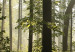 Canvas Nature: Forest Morning II - Summer Forest Landscape with Sunlight 98024 additionalThumb 5
