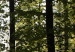 Canvas Nature: Forest Morning II - Summer Forest Landscape with Sunlight 98024 additionalThumb 4