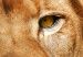 Canvas Print Lion King (5-part) Wide Orange - Exotic Lion 108234 additionalThumb 5