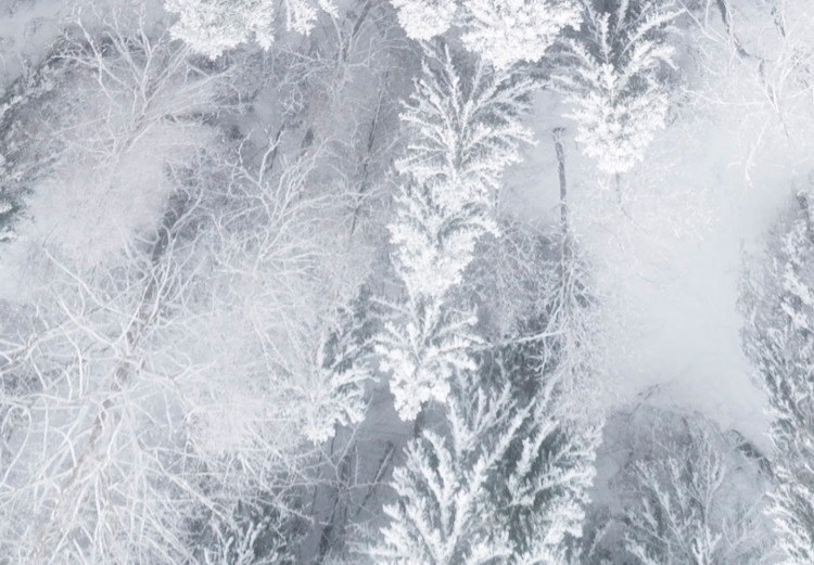 Poster Tree crowns - winter landscape of snow-covered trees seen from above 115134 additionalImage 10