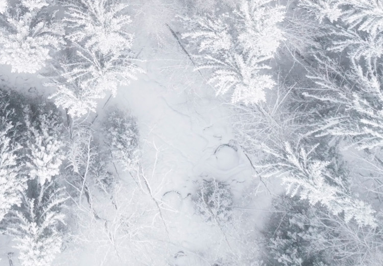 Poster Tree crowns - winter landscape of snow-covered trees seen from above 115134 additionalImage 9