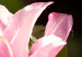 Canvas Art Print Natural Pink (1 Part) vertical 120434 additionalThumb 4