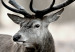 Large canvas print Lonely Deer II [Large Format] 125534 additionalThumb 4