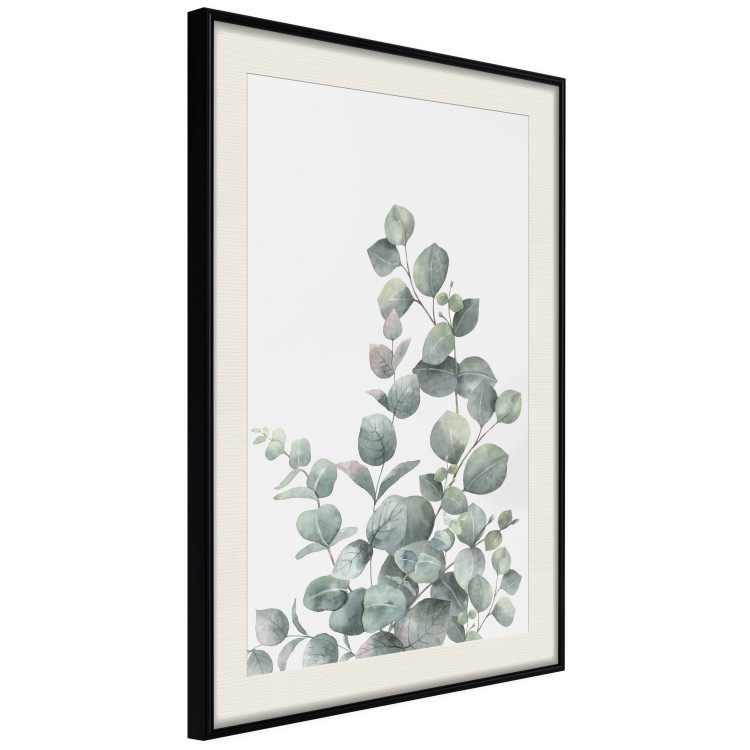 Wall Poster Eucalyptus Branches - composition with leaves of green plant and light background 137234 additionalImage 15