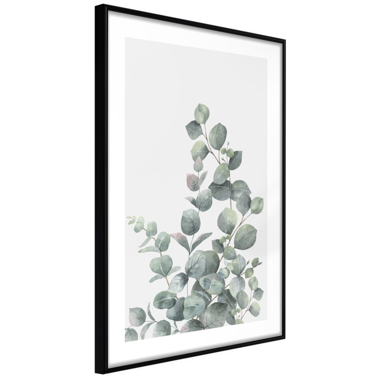 Wall Poster Eucalyptus Branches - composition with leaves of green plant and light background 137234 additionalImage 11