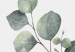 Wall Poster Eucalyptus Branches - composition with leaves of green plant and light background 137234 additionalThumb 19