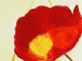 Canvas Art Print Summer poppies 48534 additionalThumb 3