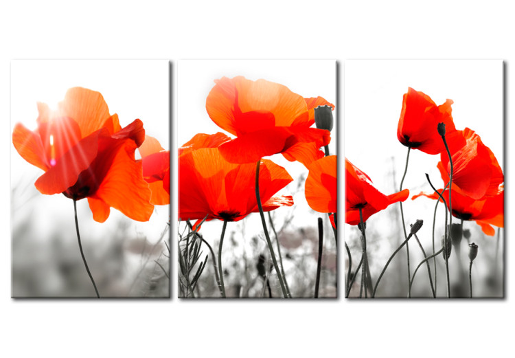 Canvas Meadow Full of Poppies (3-part) - Romantic Flowers in Nature's Grayscale 95934
