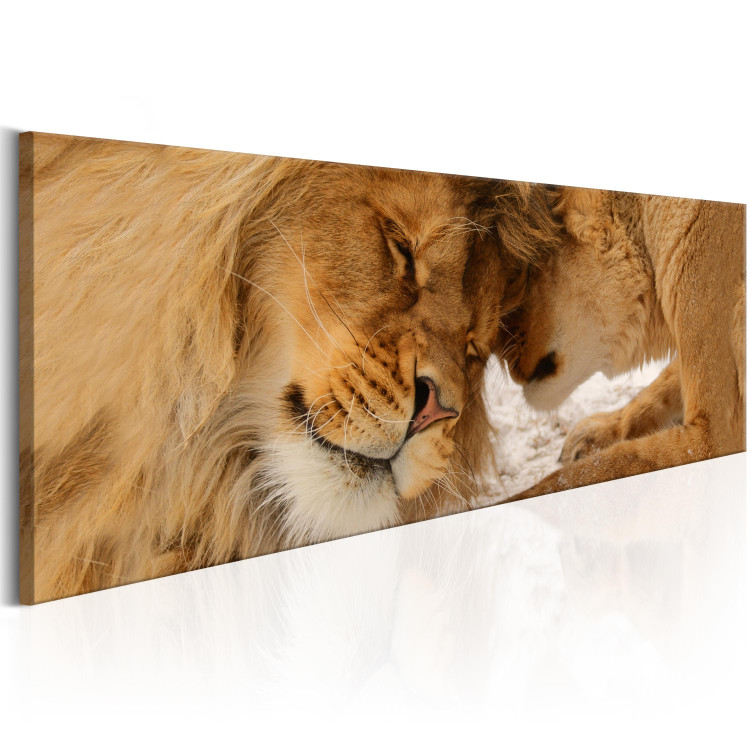 Canvas Print Lion and Lioness - Romantic Animal Pair Sharing Mutual Love 98134 additionalImage 6