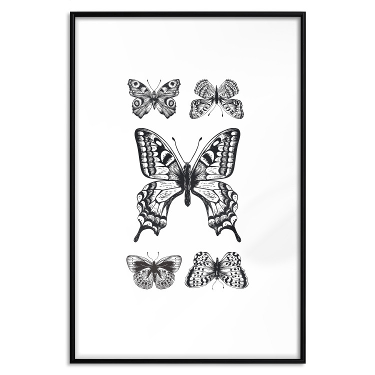 Poster Five Butterflies - black and white composition with winged daytime insects 116944 additionalImage 24