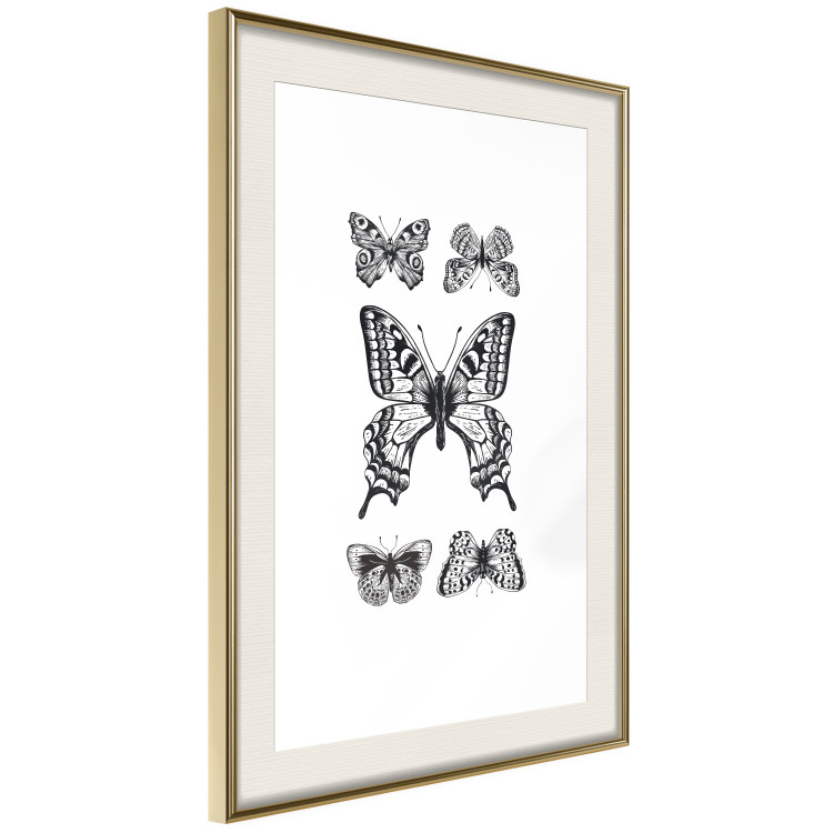 Poster Five Butterflies - black and white composition with winged daytime insects 116944 additionalImage 3