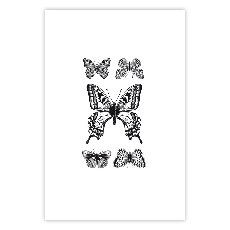 Poster Five Butterflies - black and white composition with winged daytime insects 116944 additionalImage 25