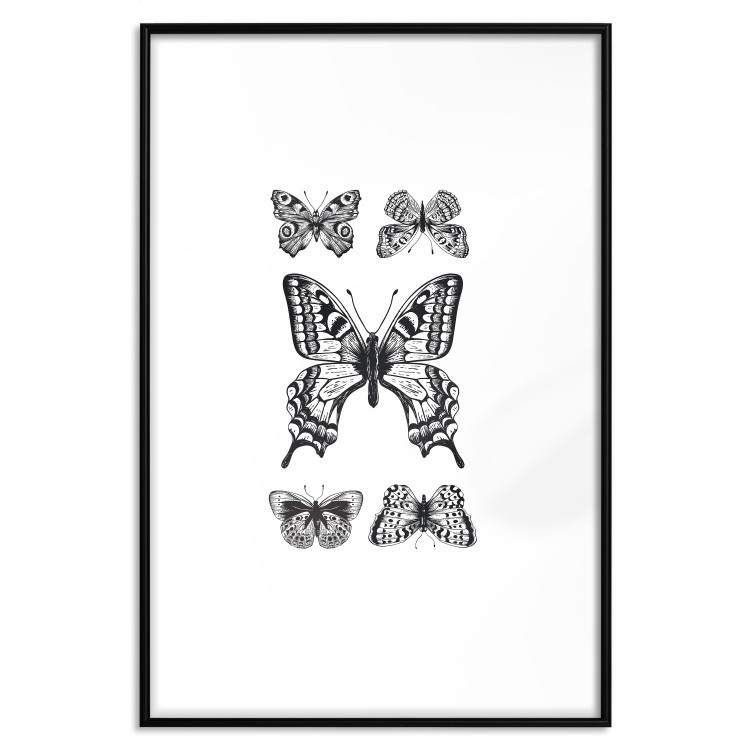 Poster Five Butterflies - black and white composition with winged daytime insects 116944 additionalImage 17