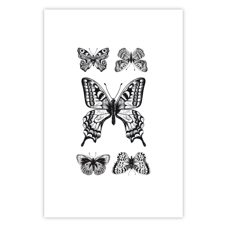 Poster Five Butterflies - black and white composition with winged daytime insects 116944