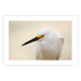 Wall Poster Snowy Egret - bird with a black beak and yellow face on a light background 129844 additionalThumb 25