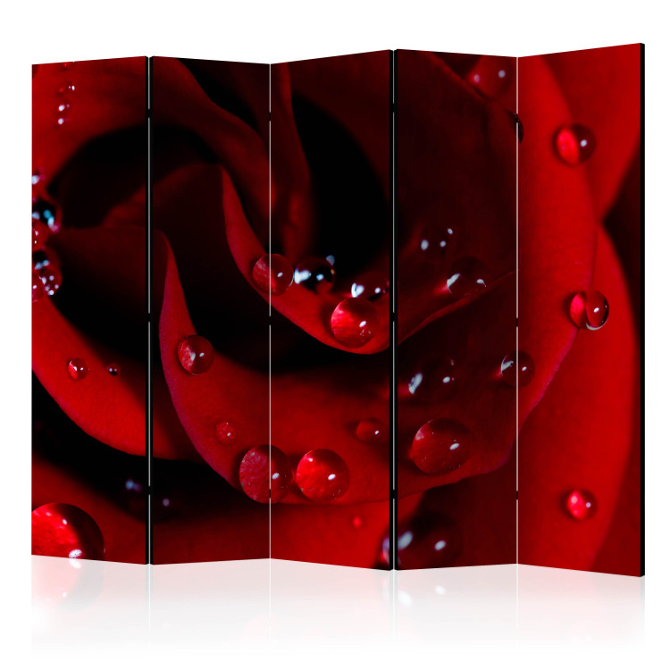 Room Divider Screen Red Rose and Dew Drops II - landscape of a red flower with drops 134044