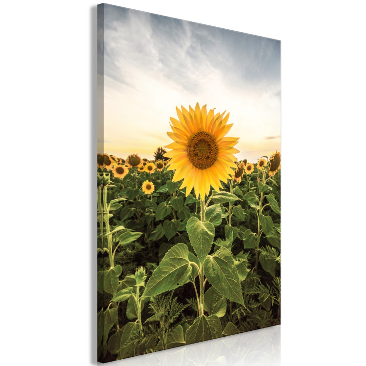 Canvas Art Print Sunflower Field (1-piece) Vertical - spring landscape of a meadow 135744 additionalImage 2