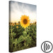 Canvas Art Print Sunflower Field (1-piece) Vertical - spring landscape of a meadow 135744 additionalThumb 6