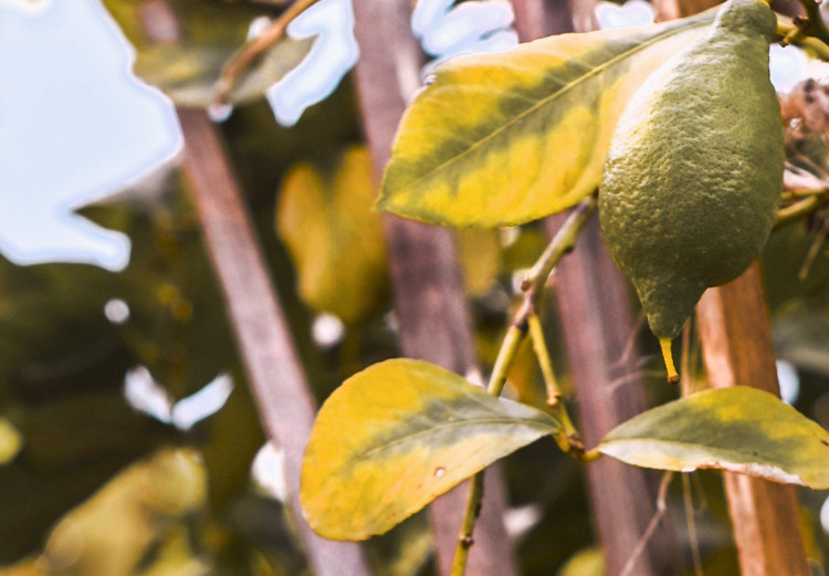 Canvas Art Print Lemon orchard - photo of an Italian garden with a lemon tree 135844 additionalImage 4